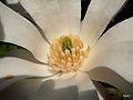 Star magnoliae (Magnolia stellata)