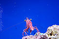 Thumbnail for version as of 04:42, 3 December 2009