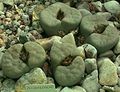 Living stones (L. juli)