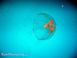 London Jellyfish.jpg