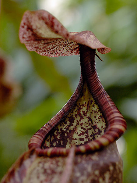 File:Nepenthes 4.jpg