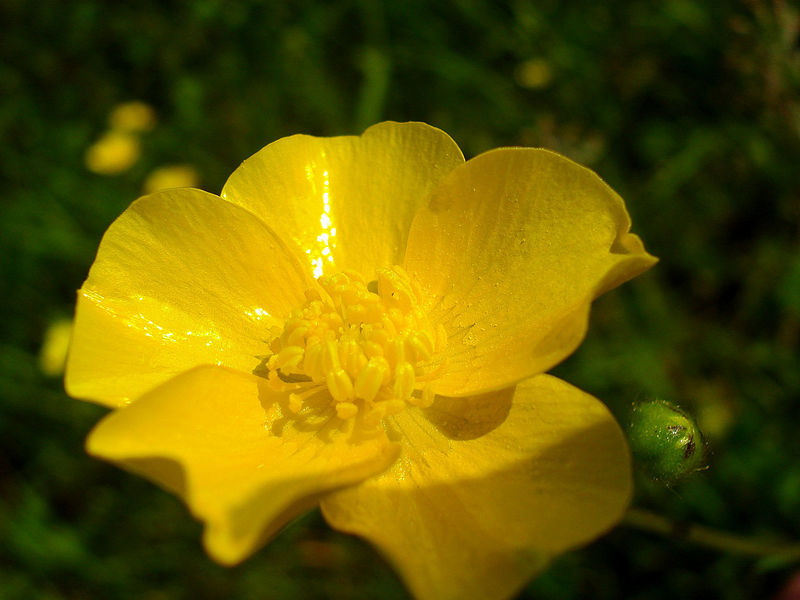 File:TopButtercup.jpg