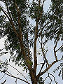 Thumbnail for version as of 21:15, 11 June 2008
