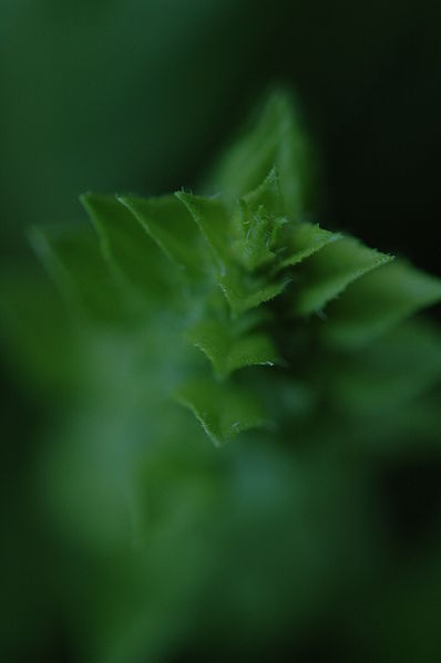 File:Basil 10.jpg