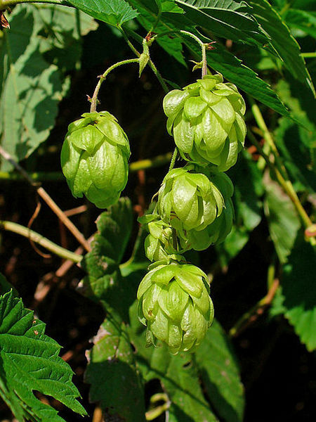 File:Beer hops picture -3.jpg