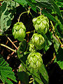 Hops (Humulus lupulus)