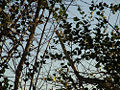 Thumbnail for version as of 06:04, 20 November 2008