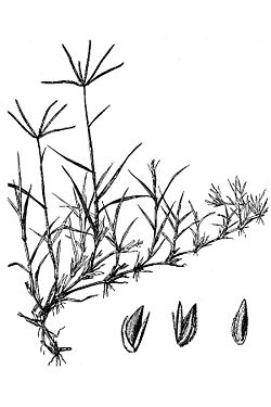 C. dactylon (4).jpg