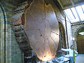 Thumbnail for version as of 00:33, 23 April 2009
