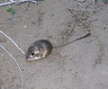 Narrow-faced Kangaroo Rat (Dipodomys venustus) Species: D. venustus