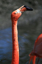 Flamingoneck.jpg