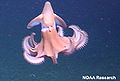 Dumbo Octopus Genus: Grimpoteuthis