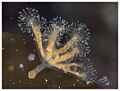 Eared Stalked Jellyfish (Haliclystus auricula) Suborder: Eleutherocarpidae Family: Lucernariidae