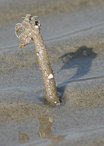File:Lanice conchilega worm.jpg
