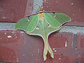 Luna Moth (Actias luna) Family: Saturniidae Genus: Actias