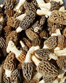 Thumbnail for version as of 16:40, 21 April 2008