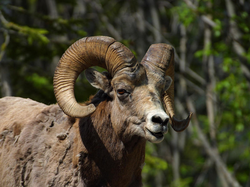 File:Ovis canadensis 2.jpg