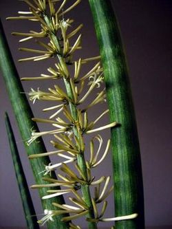 Sansevieria Flower.jpg