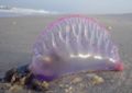 Portuguese Man-O-War (Physalia physalis)