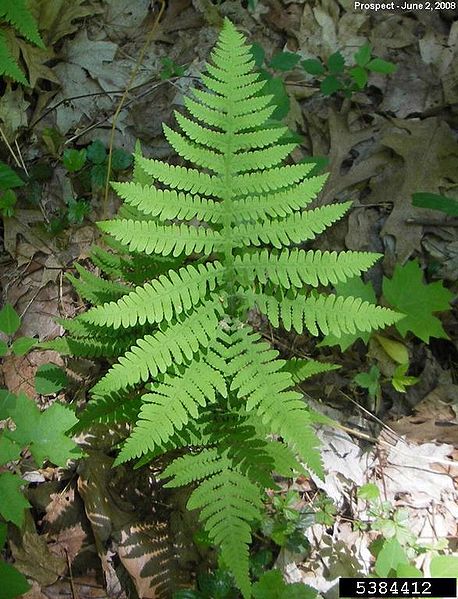 File:Broad Beechfern.jpg