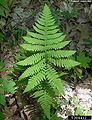 Broad Beechfern (Phegopteris Hexagonoptera) Family:Thelypteridaceae