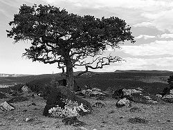 Bwjunipertree.jpg