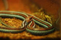 Thumbnail for version as of 04:14, 24 March 2014