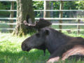 Swedish Moose