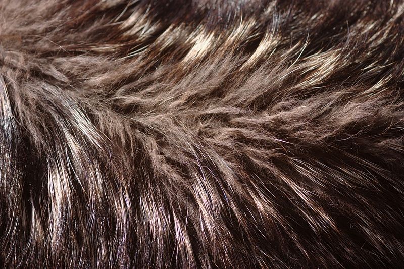 File:Fur.jpg