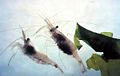 Grass Shrimps (Palaemonetes pugio) Superfamily: Alpheoidea