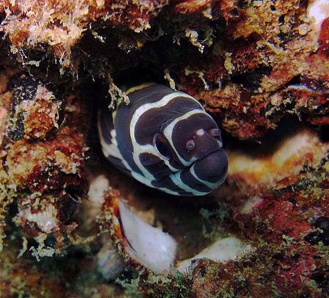 File:Gymnomuraena zebra.jpg