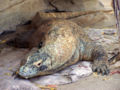 Komodo Dragon, the largest Lizard in the world