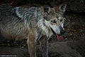 Mexican Wolf (C. l. bailyi)