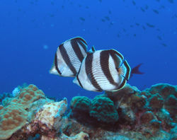 Pair of butterflyfishes.jpg
