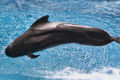 Pilot Whale (Globicephala melas) Genus: Globicephala