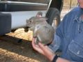Riparian brush rabbit (S. bachmani riparius) Genus: Sylvilagus