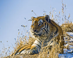 Siberian Tiger Laying.jpg