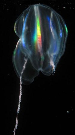 Tentaculata.jpg