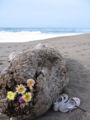 Anemones can survive on land, but only for a short amount of time