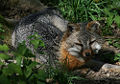 Thumbnail for version as of 16:36, 11 March 2008