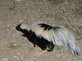 Skunk (Mephitis)