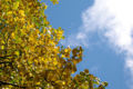 Quaking aspen (Populus tremula)