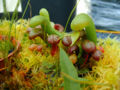 a little patch of small California pitcher plants