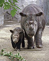 Sumatran Rhino (Dicerorhinus sumatrensis) Genus: Dicerorhinus
