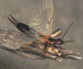 Thumbnail for version as of 03:27, 24 November 2007