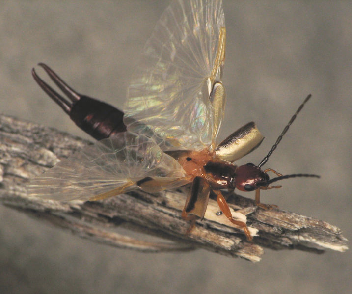 File:Earwig 3.jpg