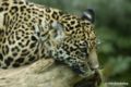 Jaguar (Panthera onca) Species