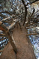 World's largest lodgepole pine in the San Bernardino Mountains near Big Bear Lake.