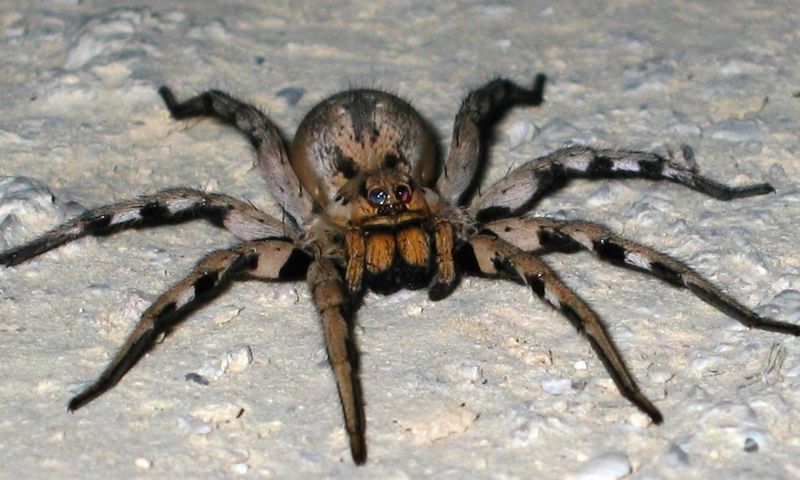 File:Lycosa praegrandis 2.jpg