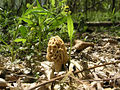 Thumbnail for version as of 01:48, 24 April 2008